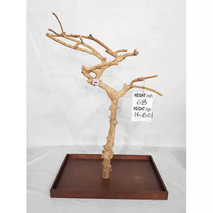 Small Java Tree - 68 inches Tall